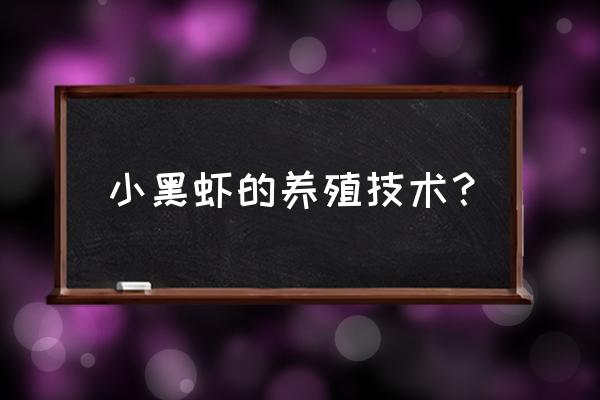 养黑壳虾要注意什么 小黑虾的养殖技术？