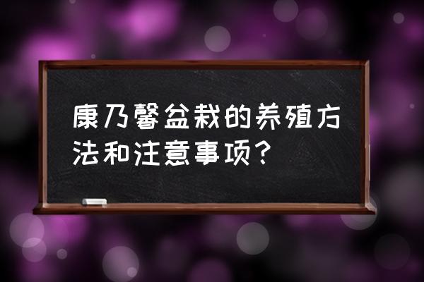 如何养盆栽康乃馨 康乃馨盆栽的养殖方法和注意事项？