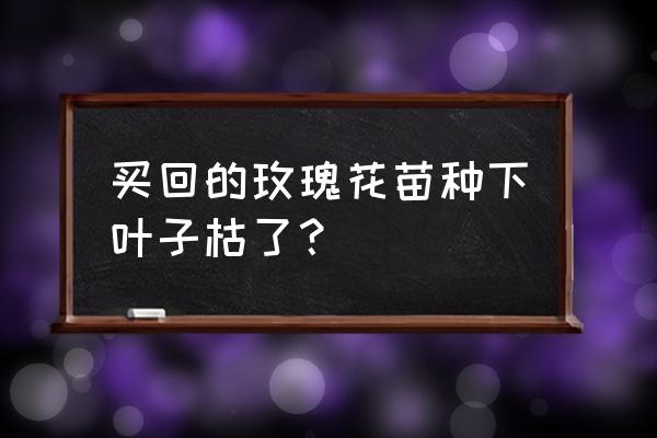 为什么刚买的玫瑰枯萎了 买回的玫瑰花苗种下叶子枯了？