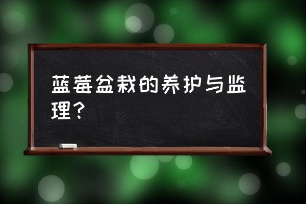 蓝莓树苗盆栽怎么种植方法 蓝莓盆栽的养护与监理？