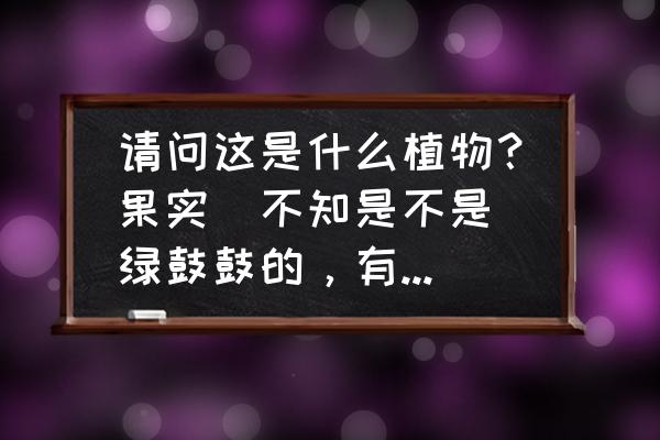 福建莲雾的做法大全 请问这是什么植物？果实（不知是不是）绿鼓鼓的，有点像铃铛，朋友说像绿色的莲雾。叶子小椭圆形，带光泽？