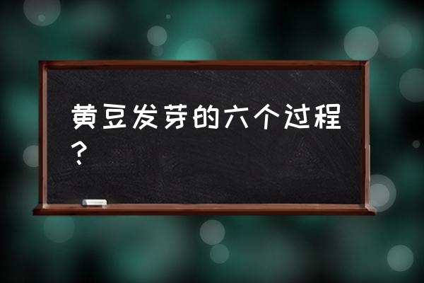 黄豆发芽实验全过程 黄豆发芽的六个过程？