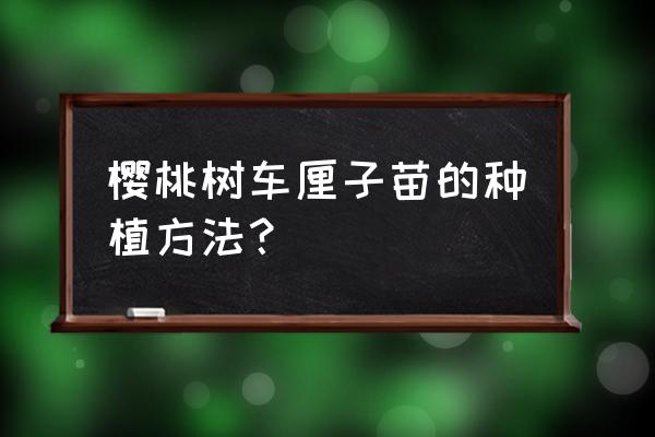 樱桃树苗的种植方法和技巧 樱桃树车厘子苗的种植方法？