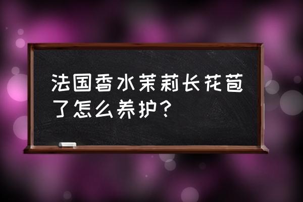 怎样让茉莉花花苞开得特别多 法国香水茉莉长花苞了怎么养护？