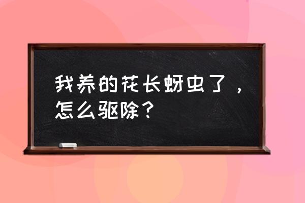 花草生蚜虫怎么清除 我养的花长蚜虫了，怎么驱除？