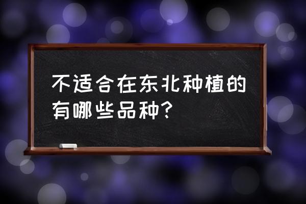 墨西哥玉米草适合什么地方种植 不适合在东北种植的有哪些品种？