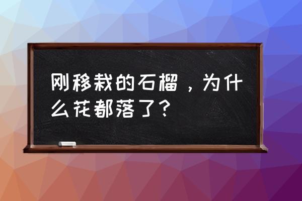 石榴开花坐果期可以浇水吗 刚移栽的石榴，为什么花都落了？