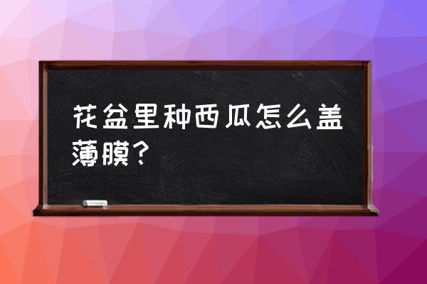 西瓜塑料膜制作 花盆里种西瓜怎么盖薄膜？