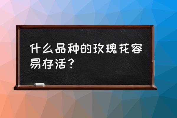 什么玫瑰花月季最好养 什么品种的玫瑰花容易存活？