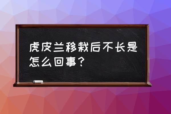 怎么让虎皮兰长得更茂盛 虎皮兰移栽后不长是怎么回事？