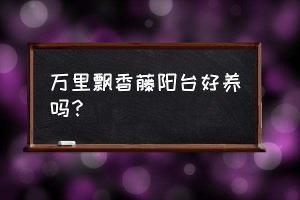 小小阳台四季也精彩 万里飘香藤阳台好养吗？