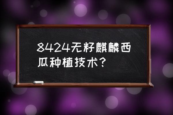 麒麟瓜可以一年四季种植吗 8424无籽麒麟西瓜种植技术？