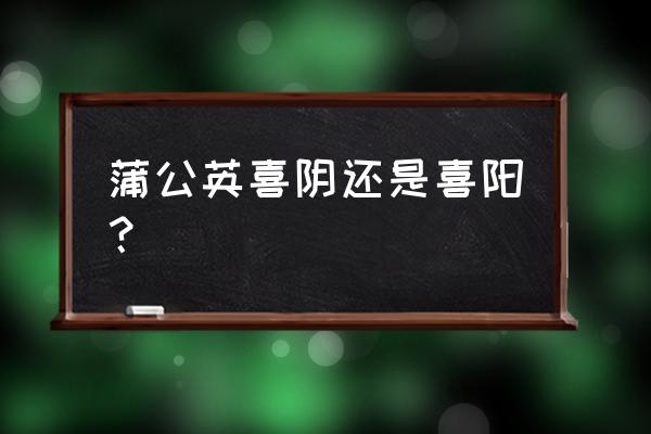 蒲公英烘干机烘干温度控制 蒲公英喜阴还是喜阳？