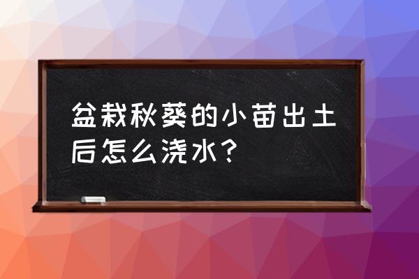 秋葵催芽的正确方法 盆栽秋葵的小苗出土后怎么浇水？