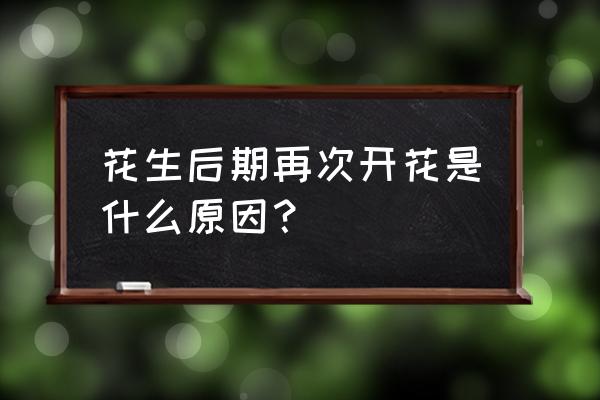 花生侧枝怎么养 花生后期再次开花是什么原因？