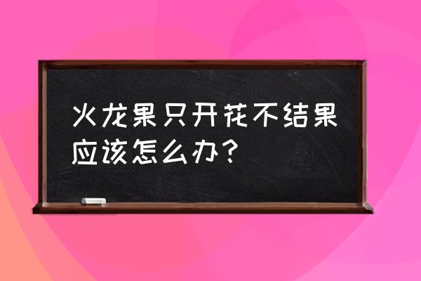 阳台自制火龙果果园 火龙果只开花不结果应该怎么办？