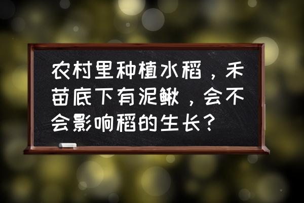 鸡粪怎样喂网箱的鱼 农村里种植水稻，禾苗底下有泥鳅，会不会影响稻的生长？