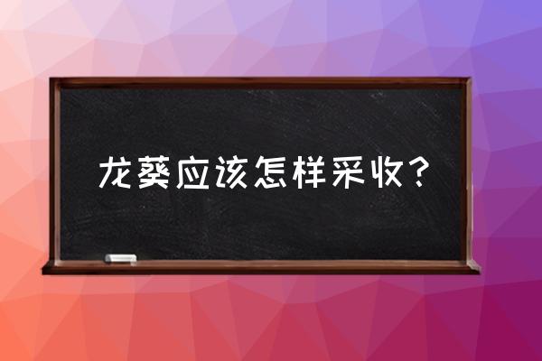 八月果的籽是吞吃还是嚼吃 龙葵应该怎样采收？