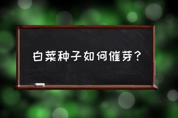 大白菜留种子方法 白菜种子如何催芽？