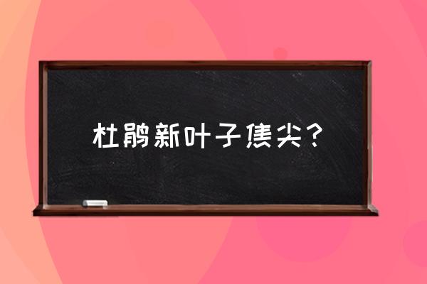 杜鹃花最怕什么 杜鹃新叶子焦尖？