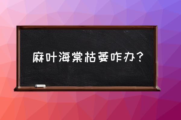 海棠花枯死了怎么救 麻叶海棠枯萎咋办？