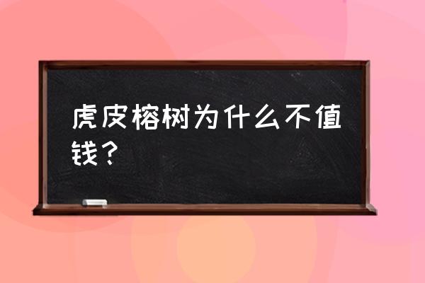 虎皮榕树的叶子越来越大 虎皮榕树为什么不值钱？